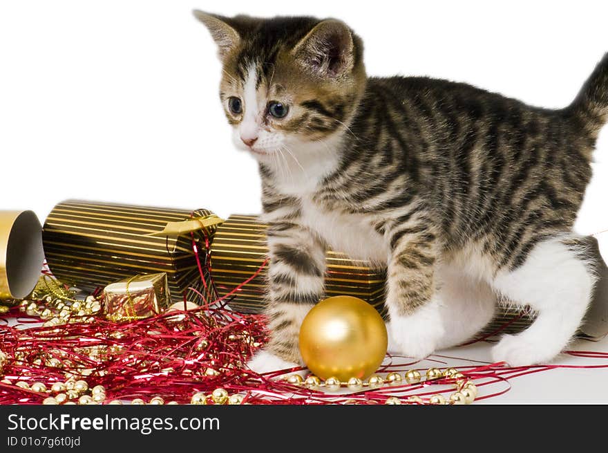 Bengal Kitten Playing With Christmas Decorations