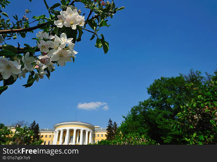 Photograph of white blossoms with the palace on a background