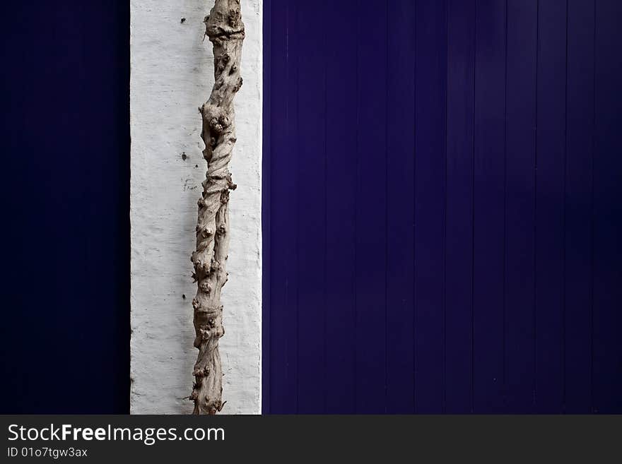 A knotty twisted tree bark (trunk) against a white and blue wall. A knotty twisted tree bark (trunk) against a white and blue wall