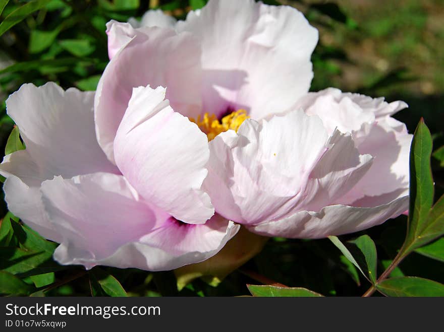 Beautiful white flower in the sunlight