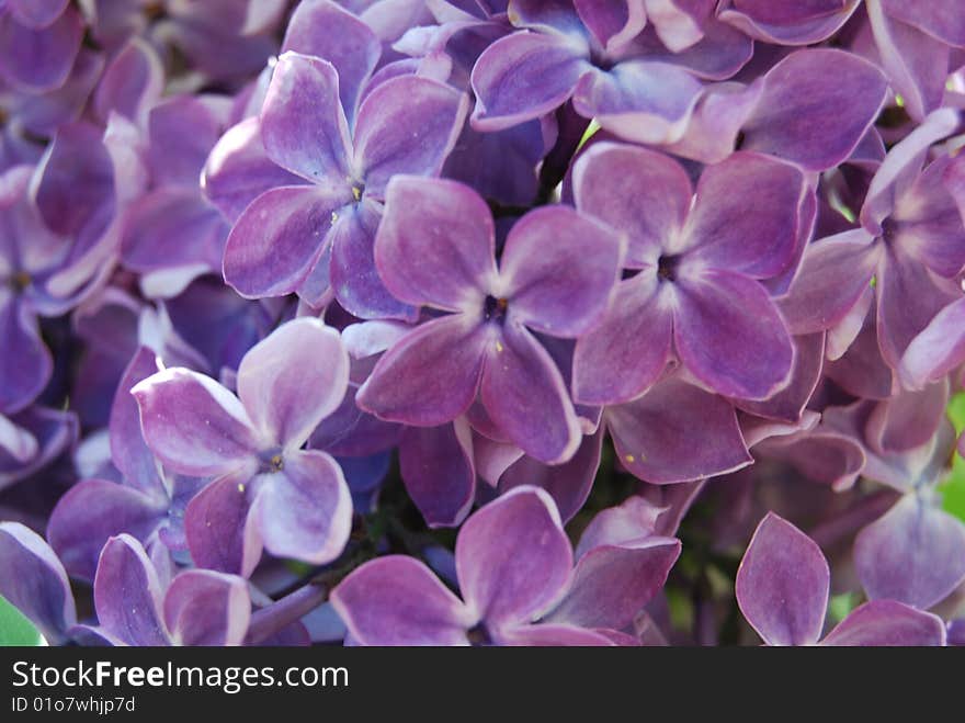 Close-up gorgeous lilac in blossom