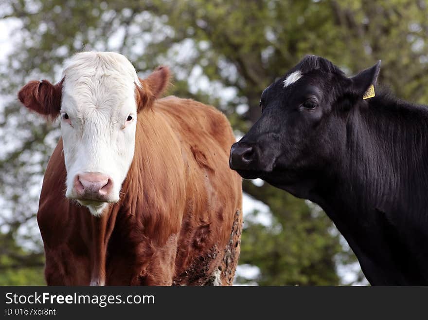 Cow and bull in field