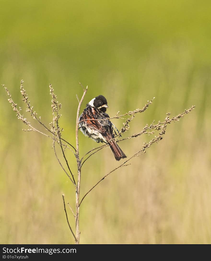 The bunting bird on dried weed