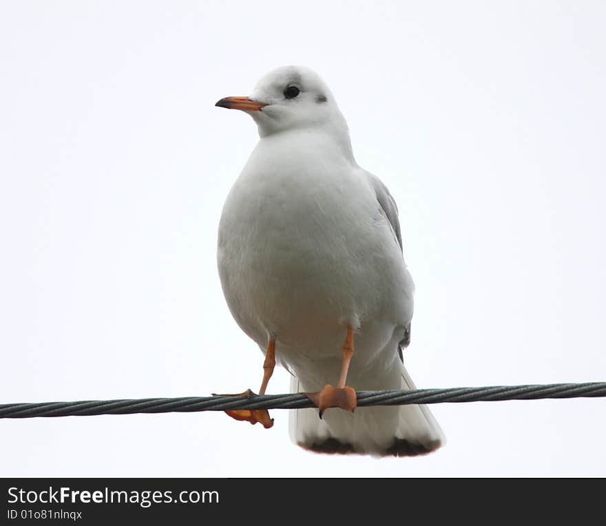 A Sea Gull