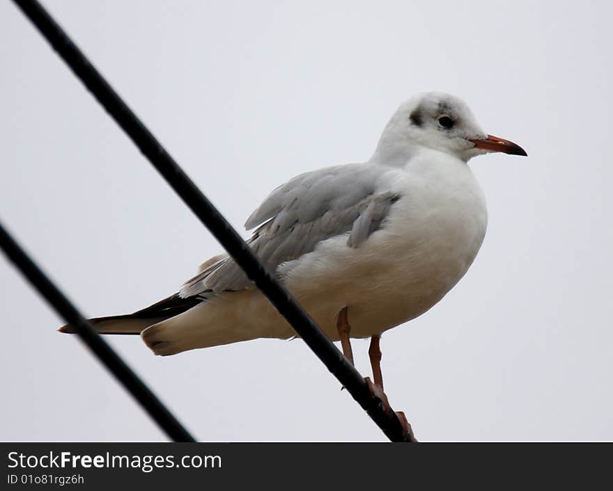 A sea gull