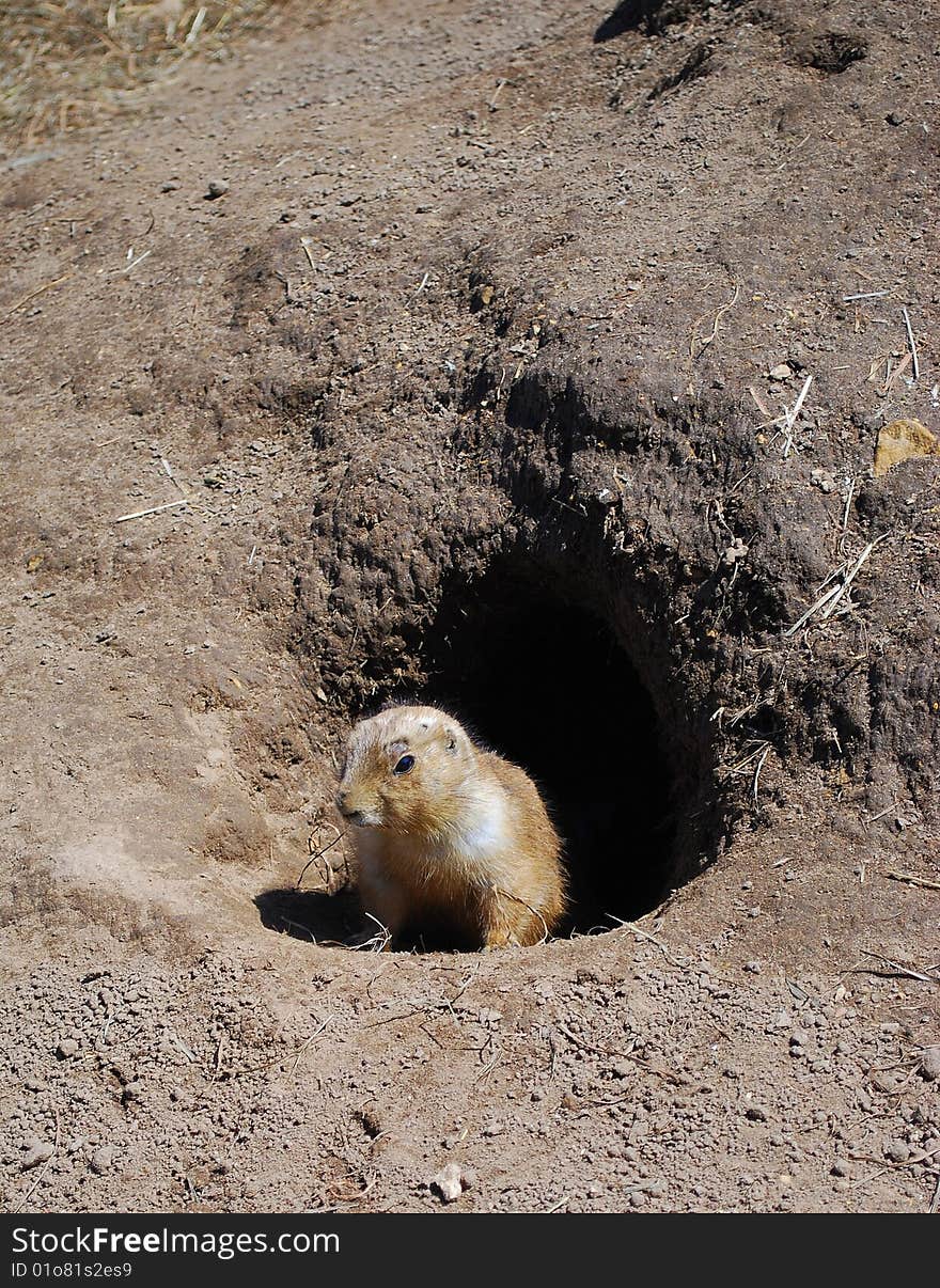 Prairie dog exiting his burrow into the sunshine. Prairie dog exiting his burrow into the sunshine