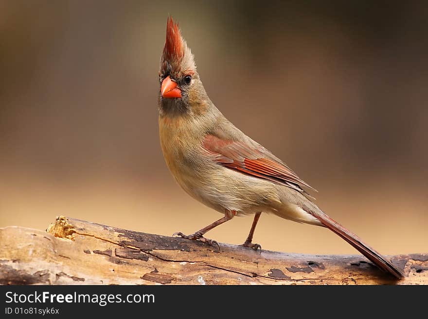 Cardinal posing..