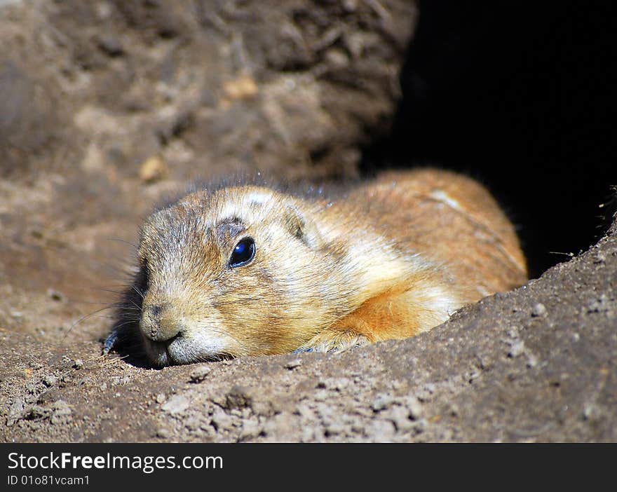 Watchful prairie dog in burrow entrances