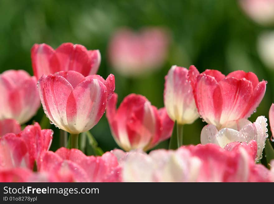 The red tulips against the green leaf