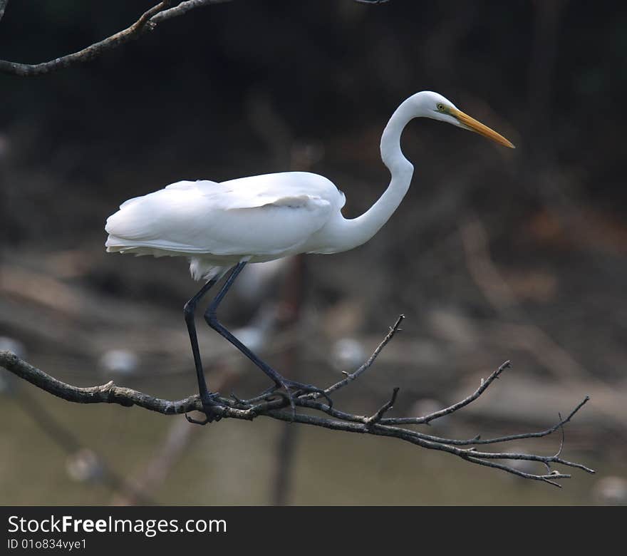 Egret On Branch