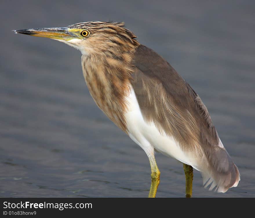 Egret in water