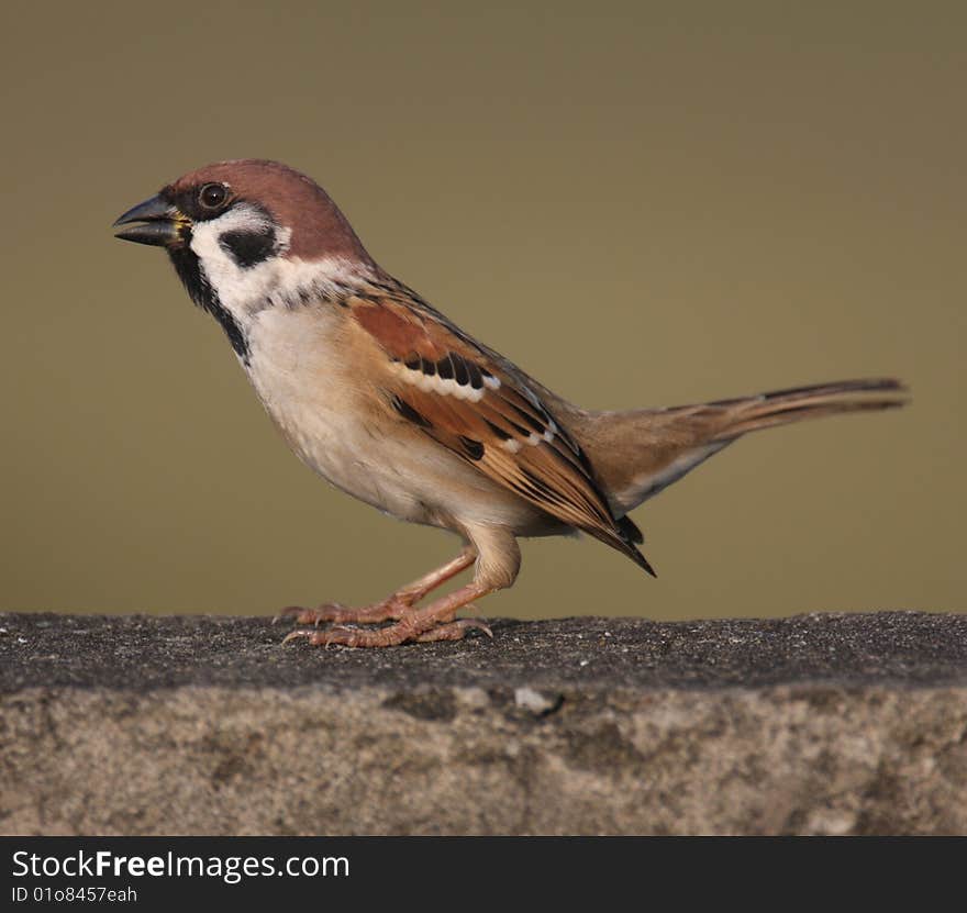 Sparrow on the wall