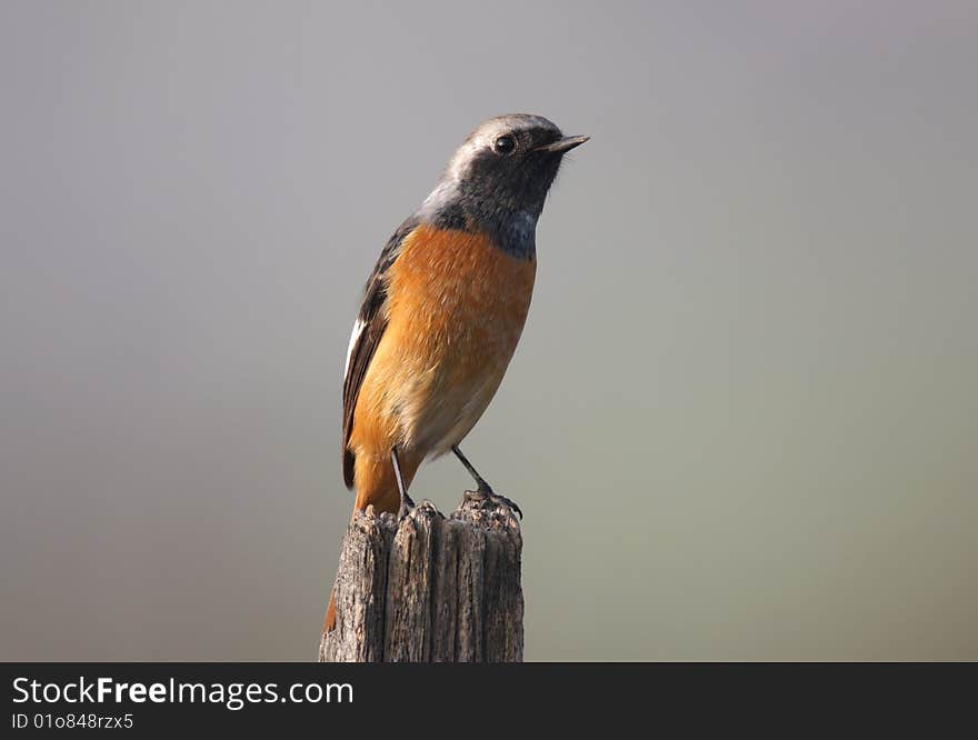 Wild Bird On Branch