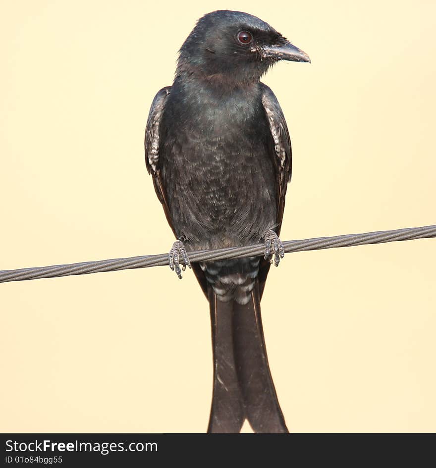 Wild bird on steel wire