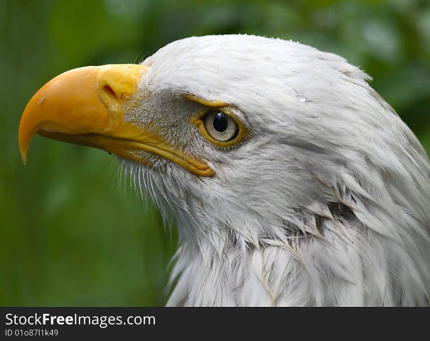 Bald Eagle