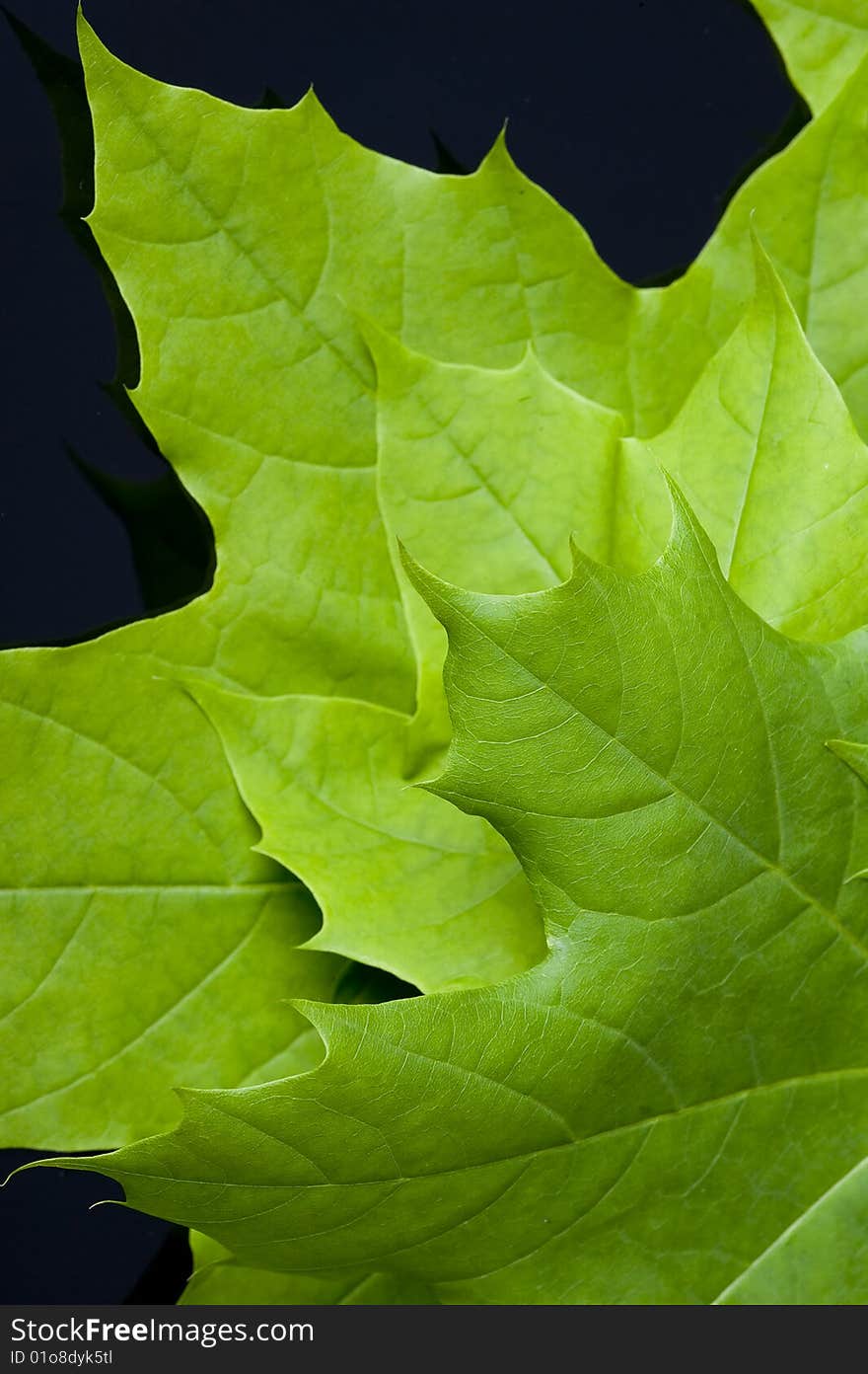 Texture leaf with water drops. Nanure