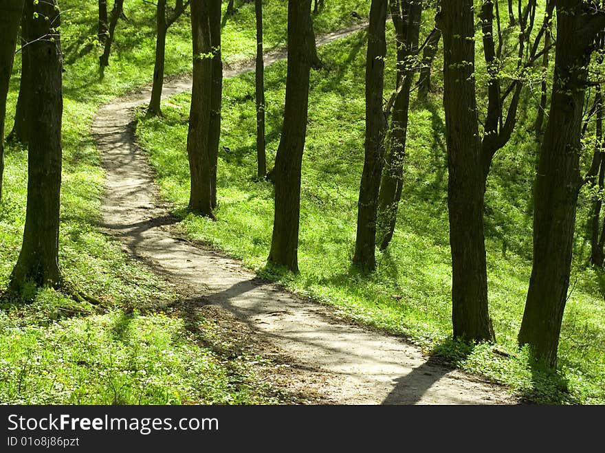 Green forest  background in sunny day. Green forest  background in sunny day