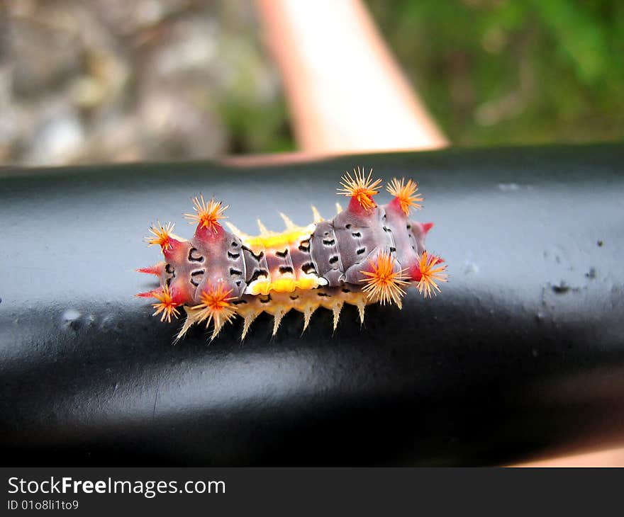 Caterpillar, found on handrail in coastal New South Wales, Australia.
You better look what you touch in OZ ... . Caterpillar, found on handrail in coastal New South Wales, Australia.
You better look what you touch in OZ ... .