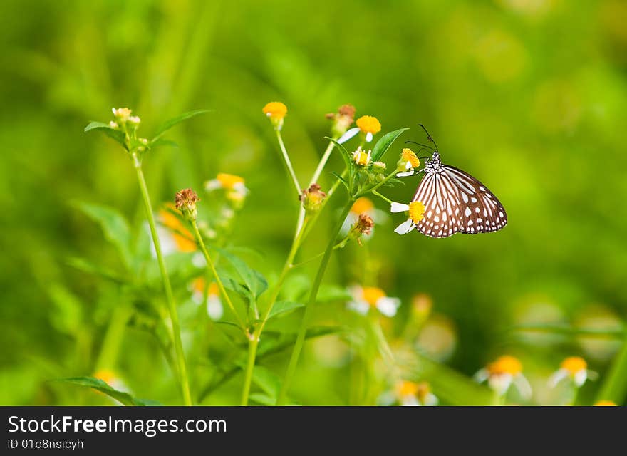 A dark glassy tiger butterfly, parantica agleoides agleiodes, feeding on the yellow flowers of a yellow creeping daisy, with an ant on its antenna, for unknown reasons. A dark glassy tiger butterfly, parantica agleoides agleiodes, feeding on the yellow flowers of a yellow creeping daisy, with an ant on its antenna, for unknown reasons.