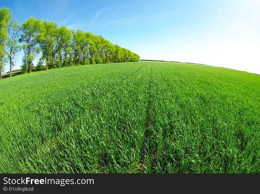 Field on a background of the blue sky. Field on a background of the blue sky