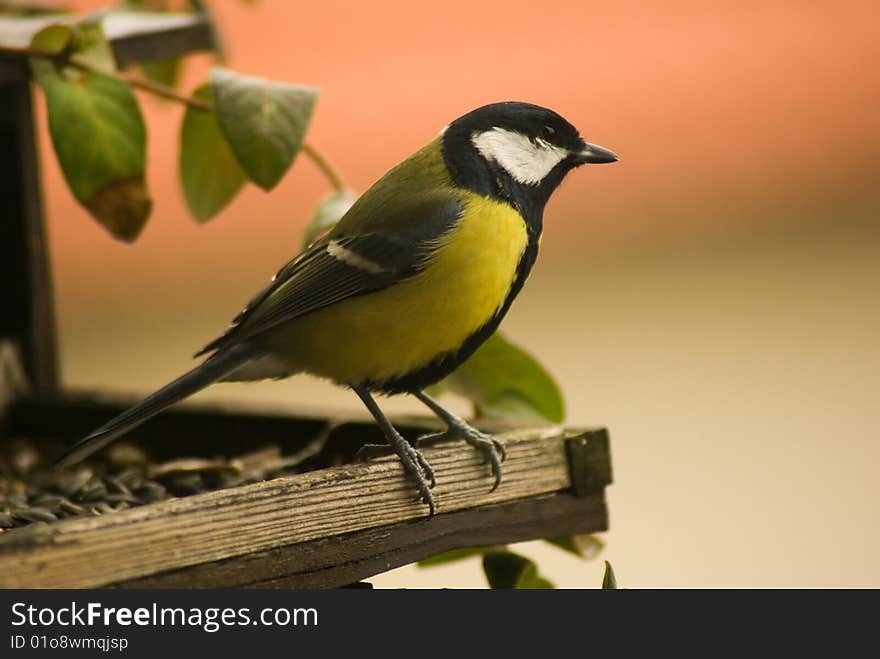 Titmouse sitting on a bird-table