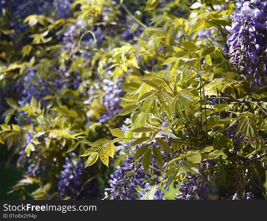 Italian glycine's purple flowers closeup. Italian glycine's purple flowers closeup.