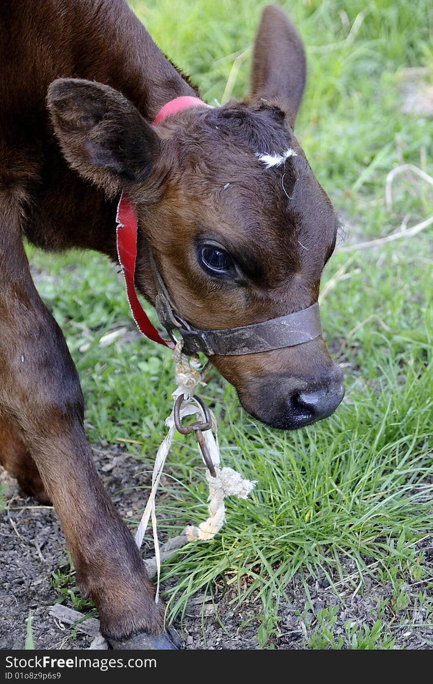 Small Cow