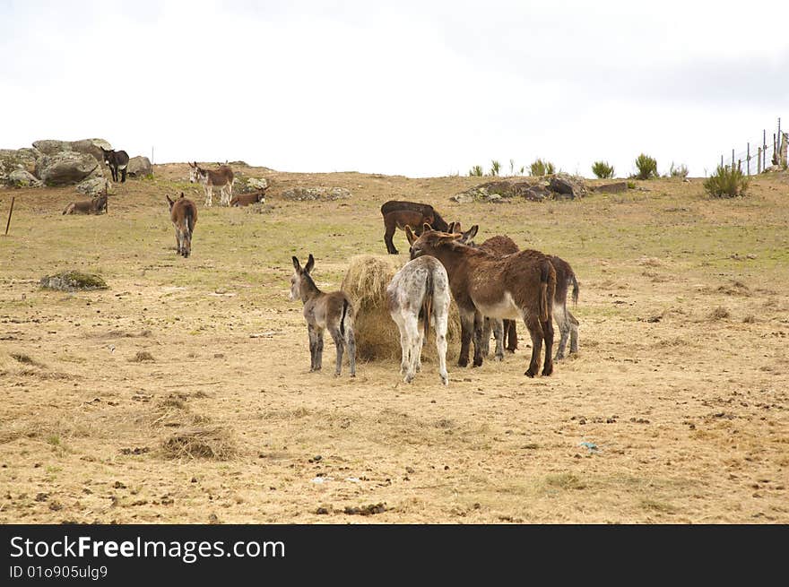 Group of donkeys on the grass at avila spain. Group of donkeys on the grass at avila spain