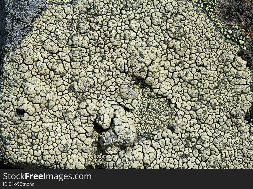 The lichen grows on a stone surface