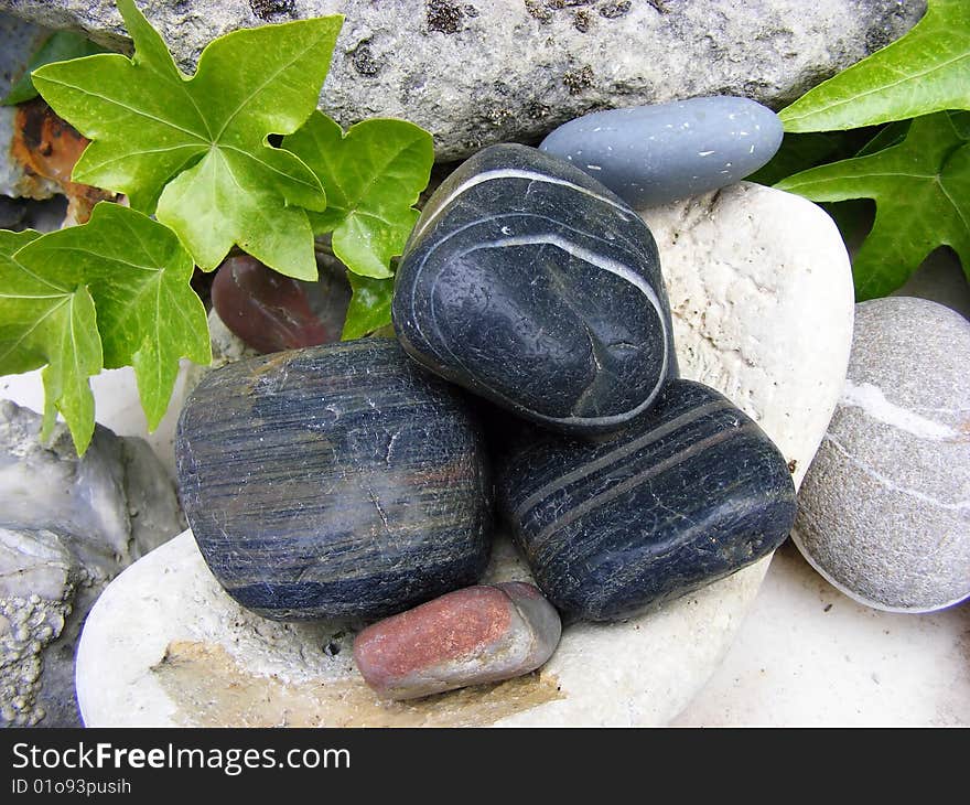 Composition group black stones and green plants on a light background. Composition group black stones and green plants on a light background