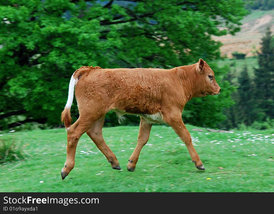 Little calf of a cow on a mountain pasture in Romania. Little calf of a cow on a mountain pasture in Romania.