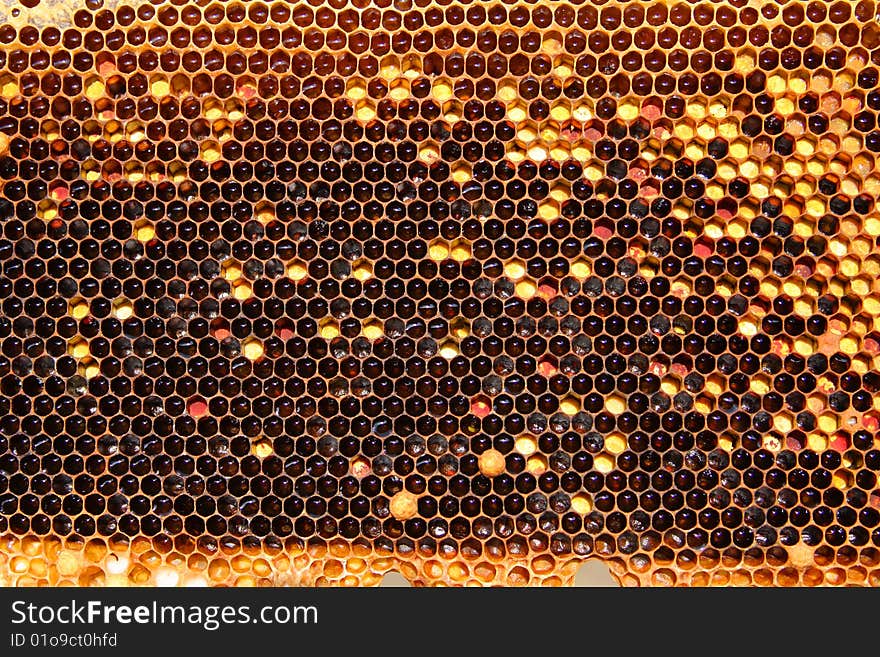 A closeup view of worker bees feverishly working to fill waxed honeycomb with honey. A closeup view of worker bees feverishly working to fill waxed honeycomb with honey.