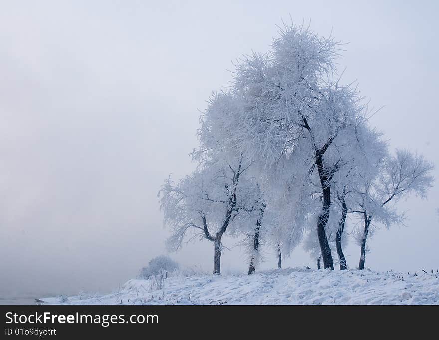 china cold island morning nature north plants rime river snow travel tree