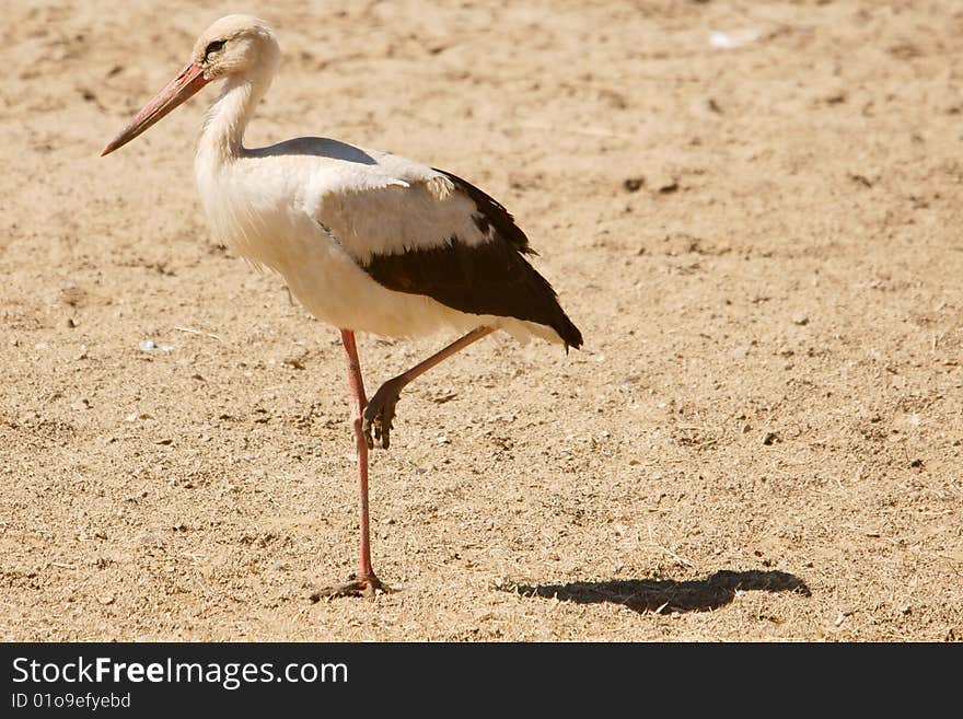 A white stork standing on one legs