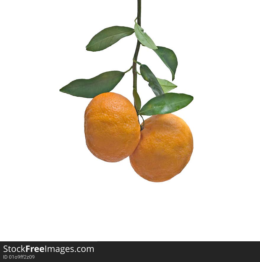 Tangerines  isolated on white background