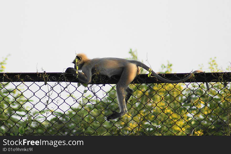 A monkey caught napping in a rare pose on the fence. A monkey caught napping in a rare pose on the fence.