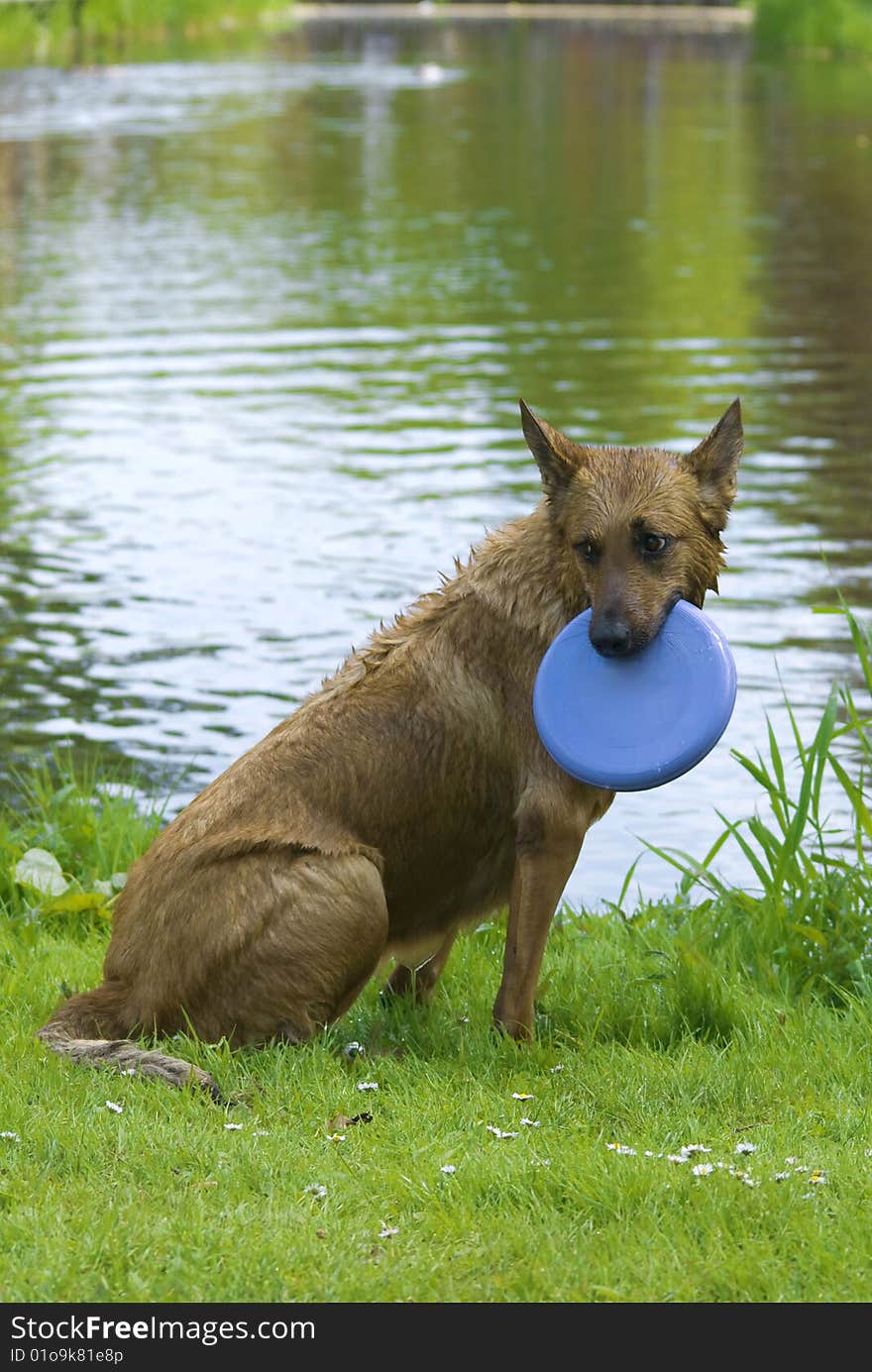 Dog with frisbee playng in the water