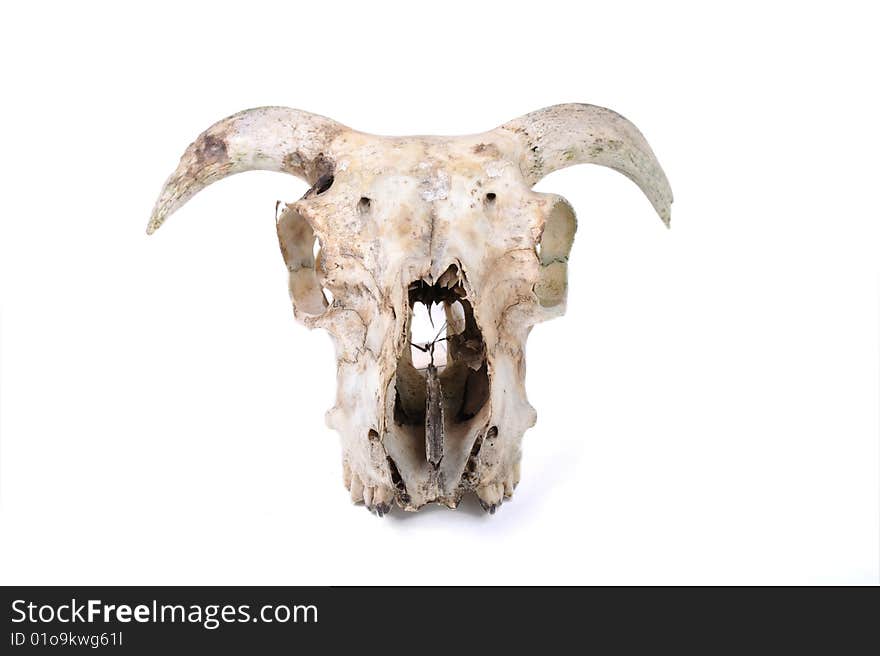 Dead sheep skull