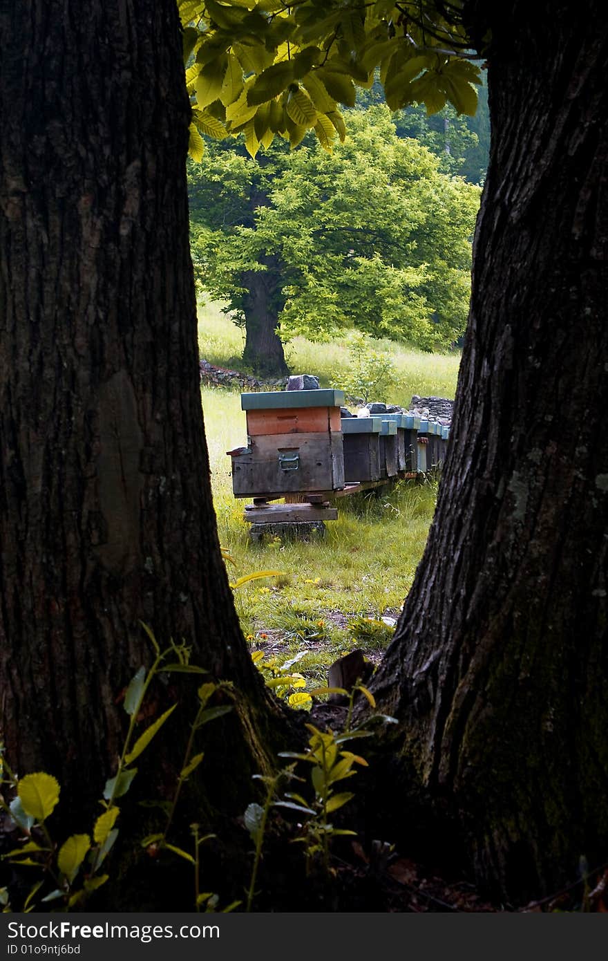 Hives in a mountain meadow. Hives in a mountain meadow