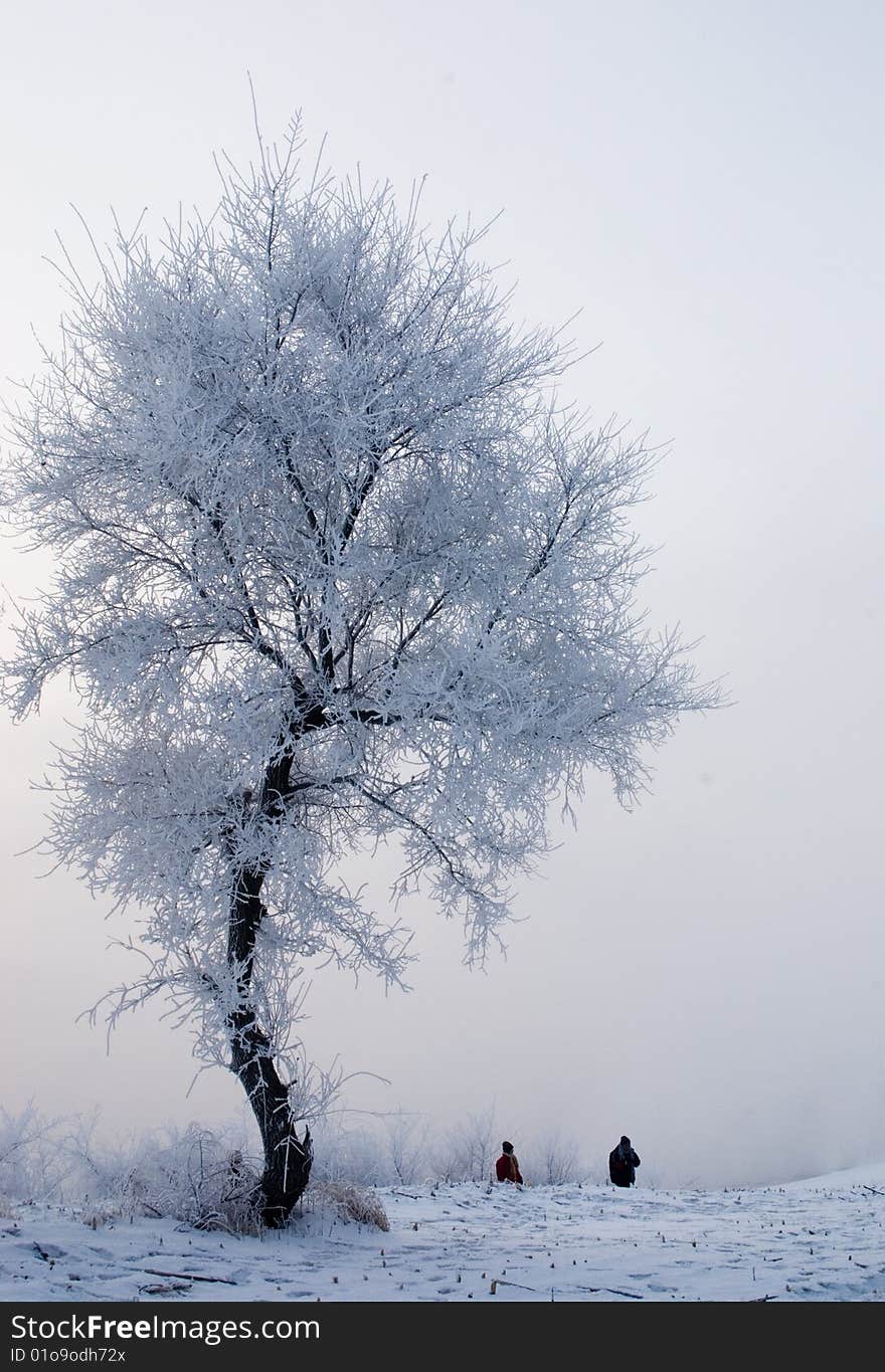 China cold island morning nature north plants rime river snow travel tree