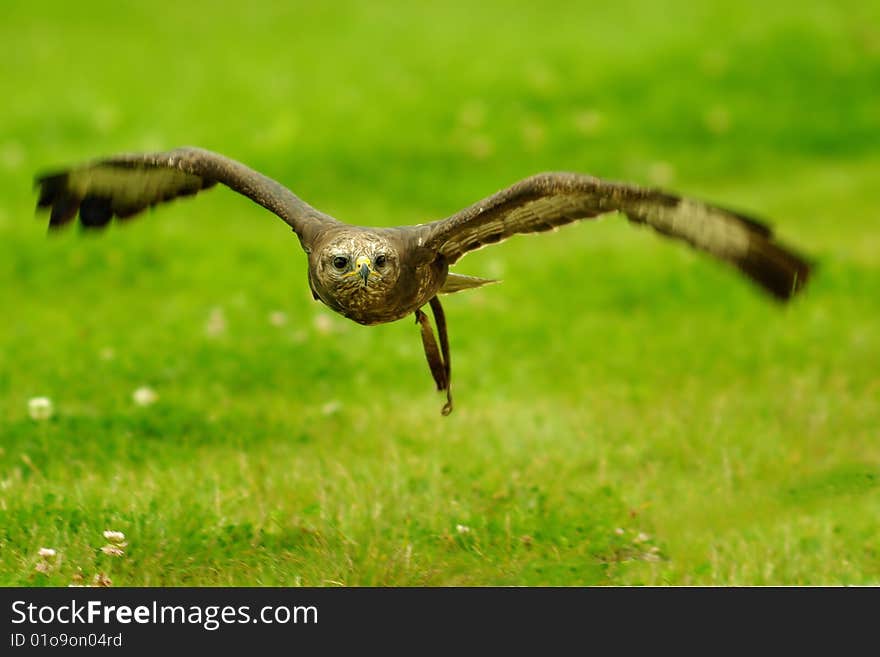 Buzzard in flight to the hunting action