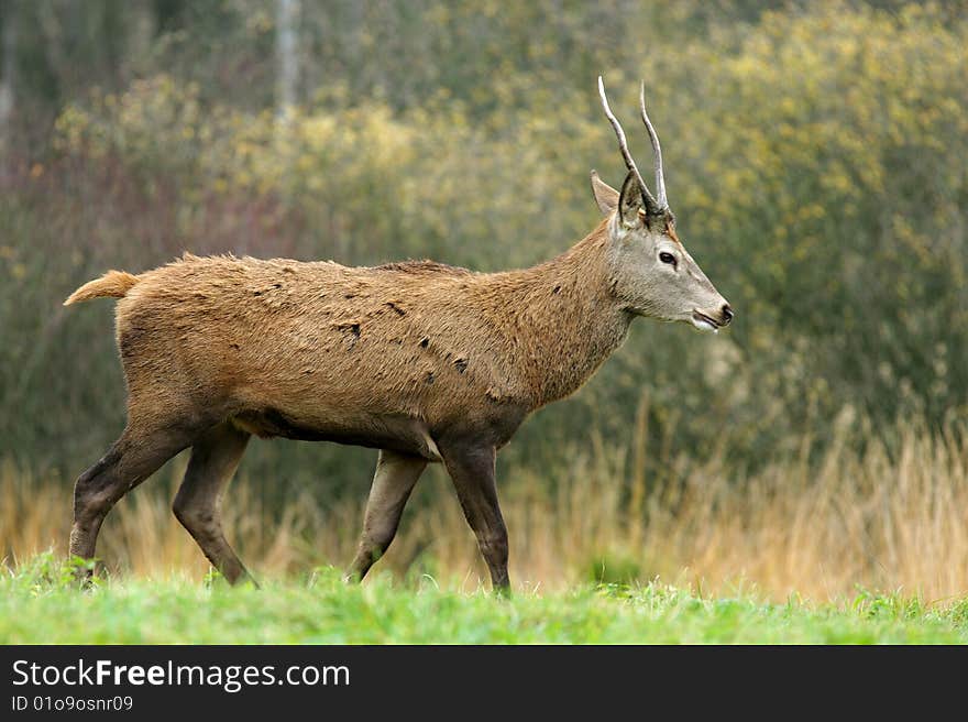 Young deer looking rope in the autumn.