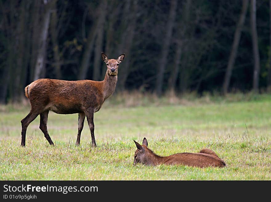 Doe patrolling in the autumn woods