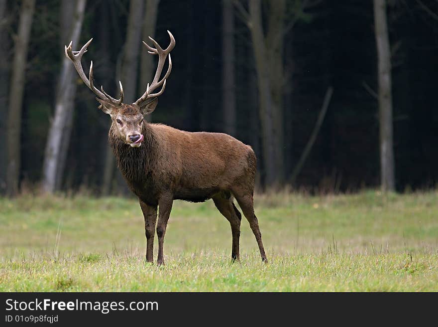 Main deer monitors its surroundings.