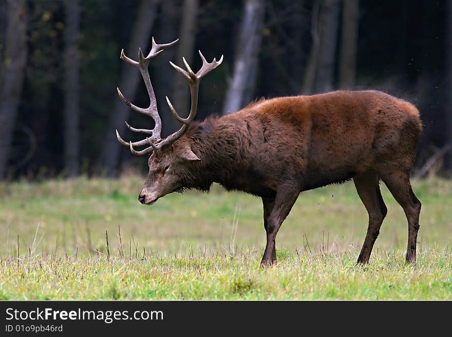 Old deer clean your coat.