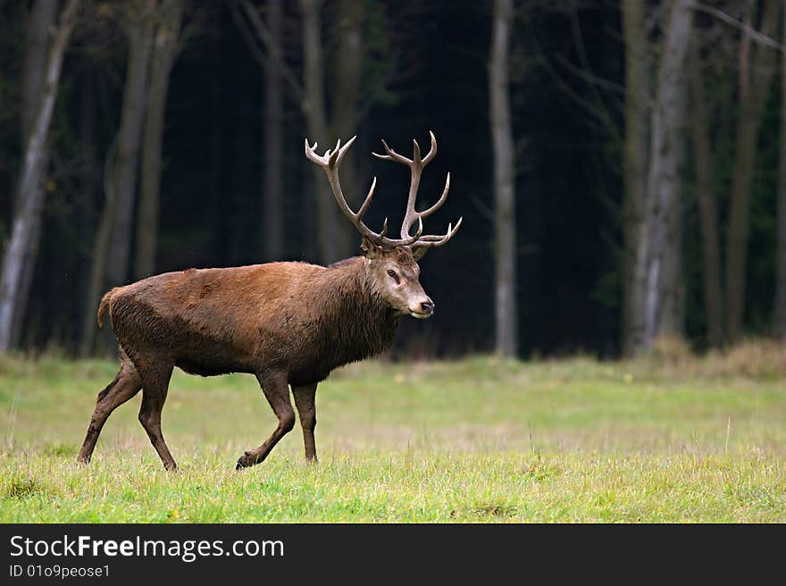 Old deer monitors its zone.