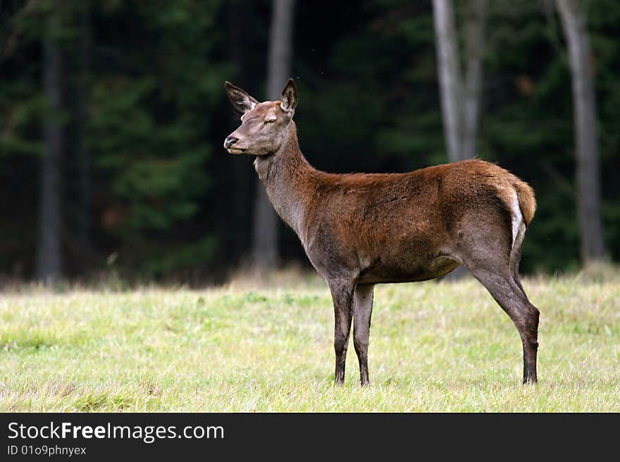 Main doe guard Territory families.