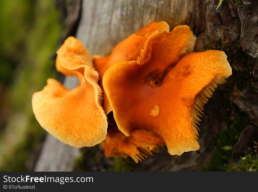 Close Up Of Orange Fungus On Tree Trunk