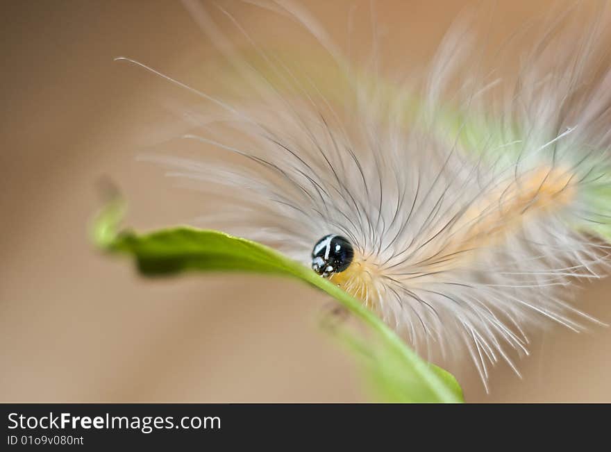 Caterpillar rest on green leaf macro close up