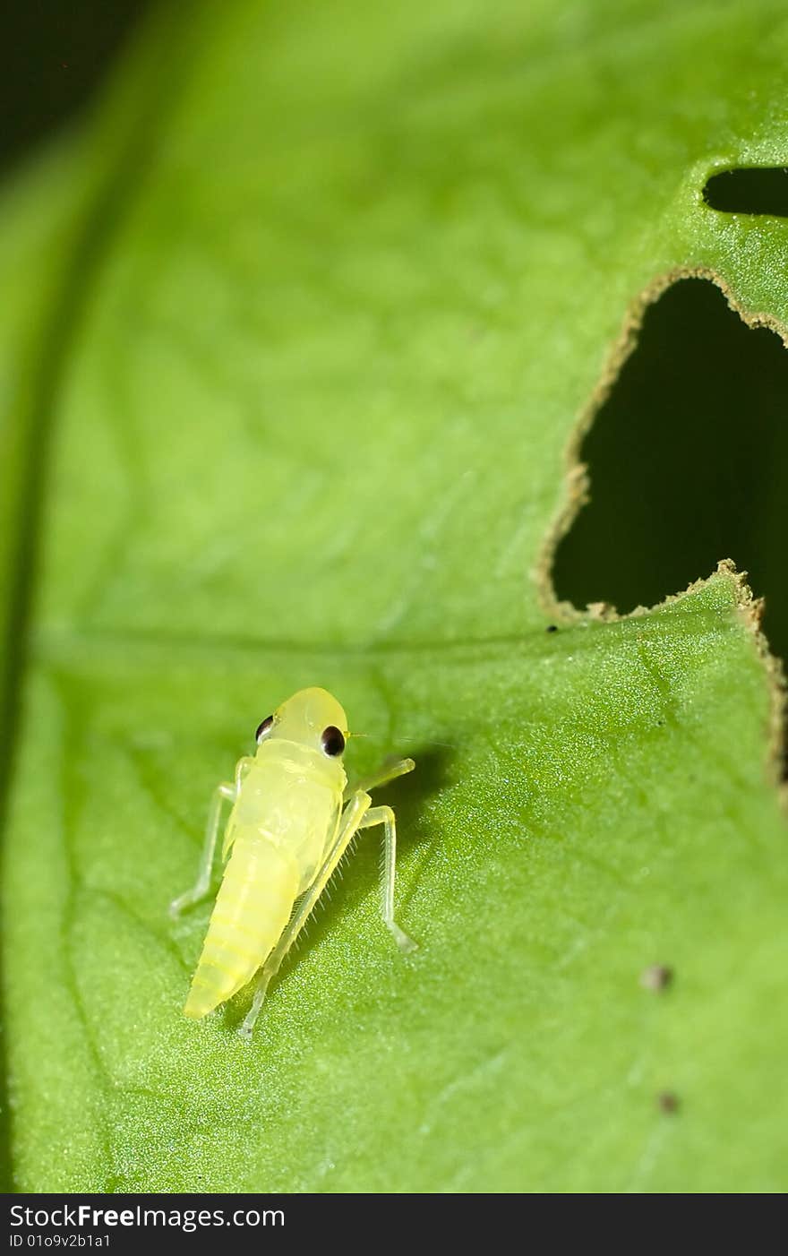 A young little cute bug rest on leaf. A young little cute bug rest on leaf